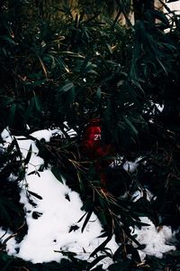 High angle view of bird perching on tree