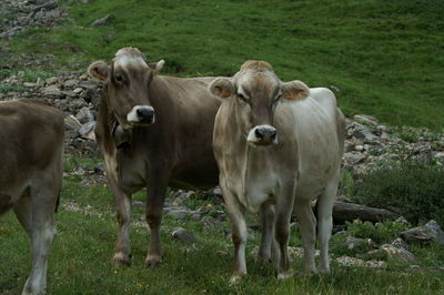 Cows standing in a field