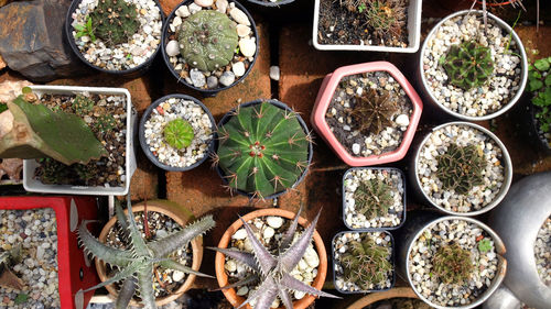 High angle view of potted plants