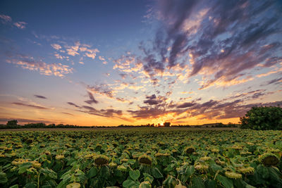 Scenic view of field against sky during sunset