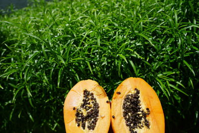 Close-up of orange fruit on grass