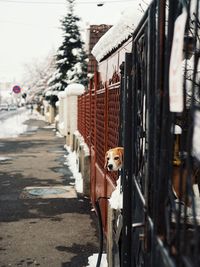 Portrait of dog looking through fence during winter