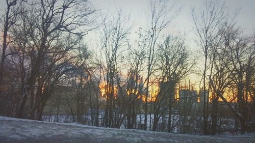 Bare trees on snow covered field