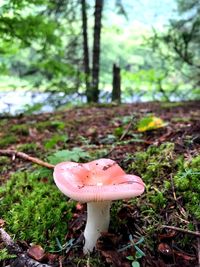 Close-up of mushroom growing on field