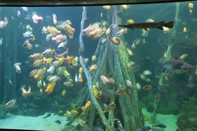 Close-up of fish swimming in aquarium