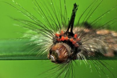 Close-up of insect