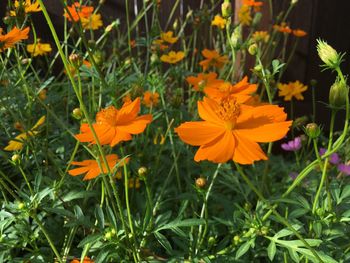 Close-up of flowers blooming in field