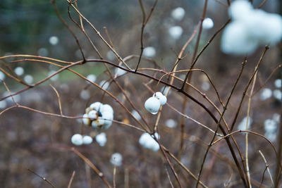 Close-up of white flowering plant