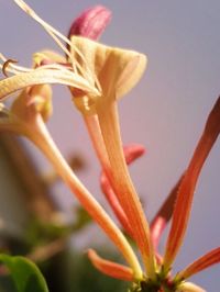 Close-up of pink flower blooming in park