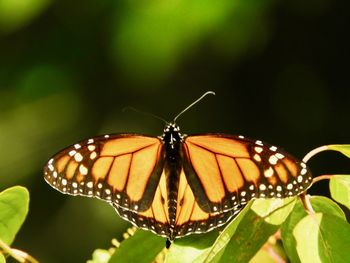 Close-up of butterfly perching on plant