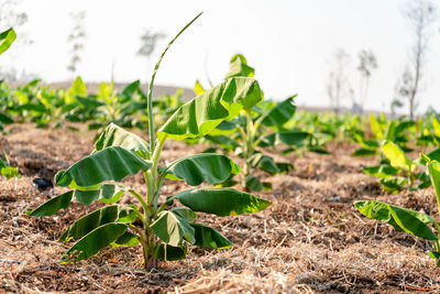 Close-up of plant growing on field against sky