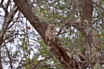 Low angle view of owl on tree