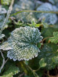 Close-up of snow on leaves during winter