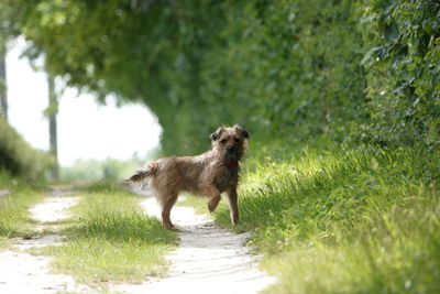 Dog looking away on field