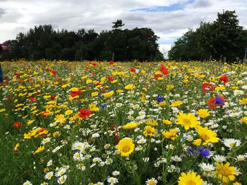 Flowers growing on field