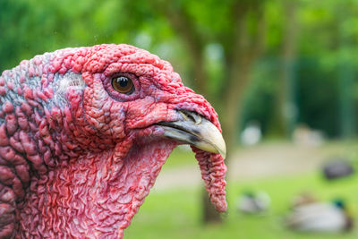 Close-up of turkey