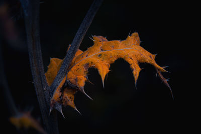 Close-up of maple leaf against black background