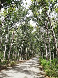 Road amidst trees in forest