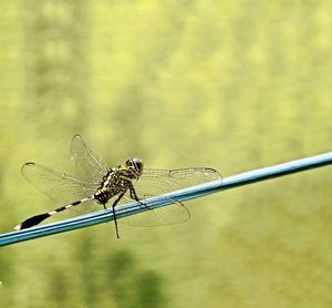 Close-up of dragonfly perching on a plant