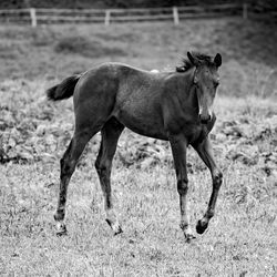 Horse standing on field