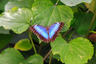 Close-up of butterfly on leaves