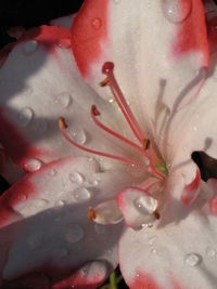 Close-up of water drops on flower