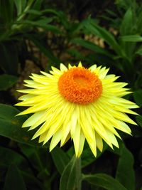 Close-up of yellow flower blooming outdoors