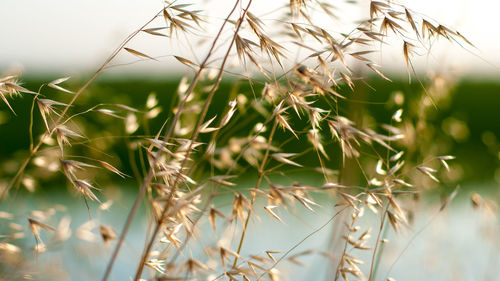 Close-up of stalks against blurred background