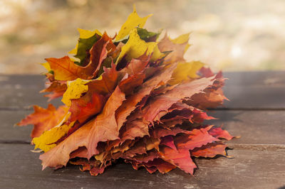 Close-up of yellow maple leaves