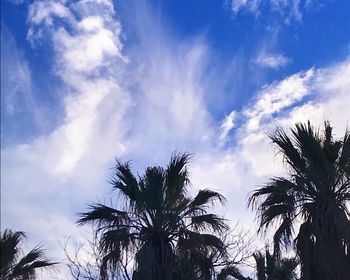 Low angle view of palm trees against cloudy sky