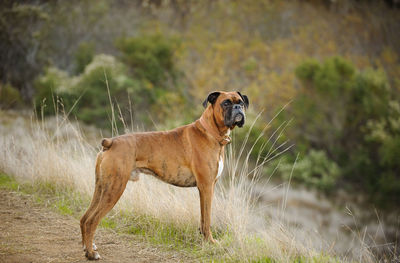 Dog looking away on field