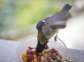 Close-up of bird eating food