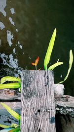 Bird perching on wooden post in lake