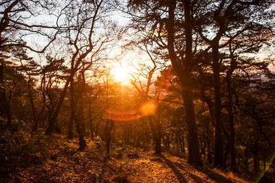 Trees in forest at sunset