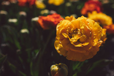 Close-up of yellow flower