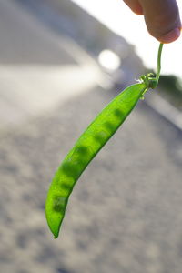 Close-up of hand holding leaf