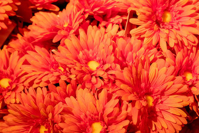 Full frame shot of flowers