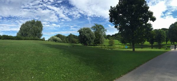 Trees growing in park