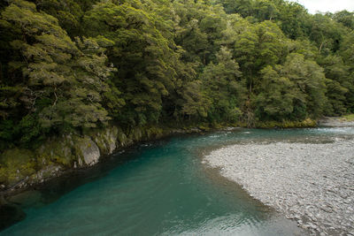 Scenic view of river amidst trees in forest