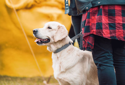 Dog standing on man