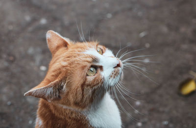 Close-up of a cat looking away