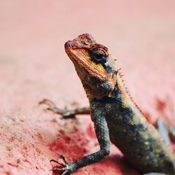 Close-up of lizard on rock