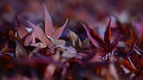 Full frame shot of autumn leaves