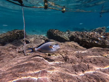 High angle view of turtle swimming in sea