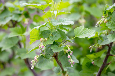 Close-up of green flowering plant