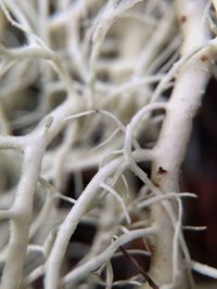 Close-up of plant against blurred background