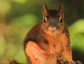 Portrait of squirrel