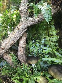 Close-up of tree trunk in forest