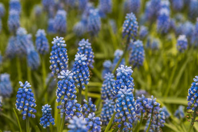 Close-up of purple flowers blooming in field