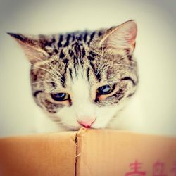 Close-up portrait of cat